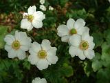 Anemone x hybrida white